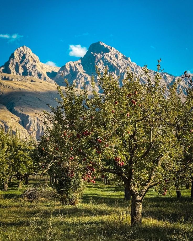 İlan Fotoğrafı